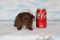 A-1 T-cup, a male Chihuahua for sale in Sabillasville, MD – Photo 3 of 4