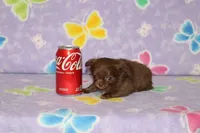 A-1 T-cup, a male Chihuahua for sale in Sabillasville, MD – Photo 3 of 4