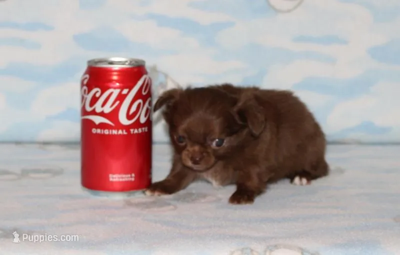 A-1 T-cup – Chihuahua puppy for sale in Sabillasville, MD