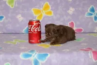 A-1 T-cup, a male Chihuahua for sale in Sabillasville, MD – Photo 2 of 4