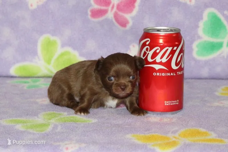 A-1 – Chihuahua puppy for sale in Sabillasville, MD