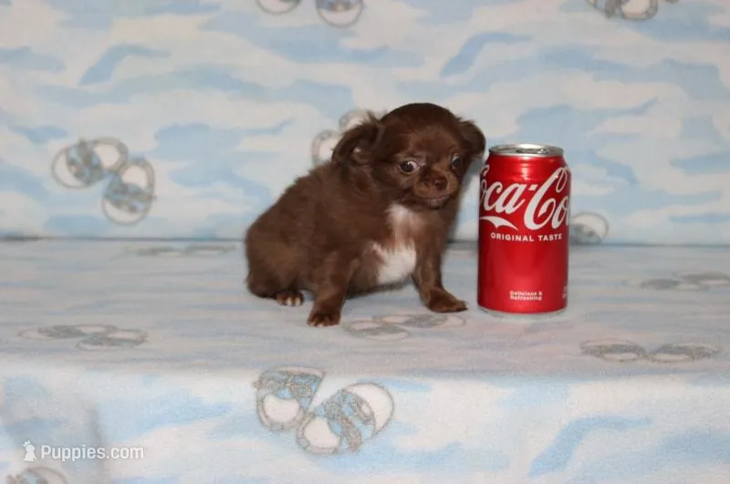 A-1 T-cup – Chihuahua puppy for sale in Sabillasville, MD