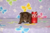 A-1 T-cup, a male Chihuahua for sale in Sabillasville, MD – Photo 4 of 4