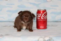 A-1 T-cup, a male Chihuahua for sale in Sabillasville, MD – Photo 1 of 4