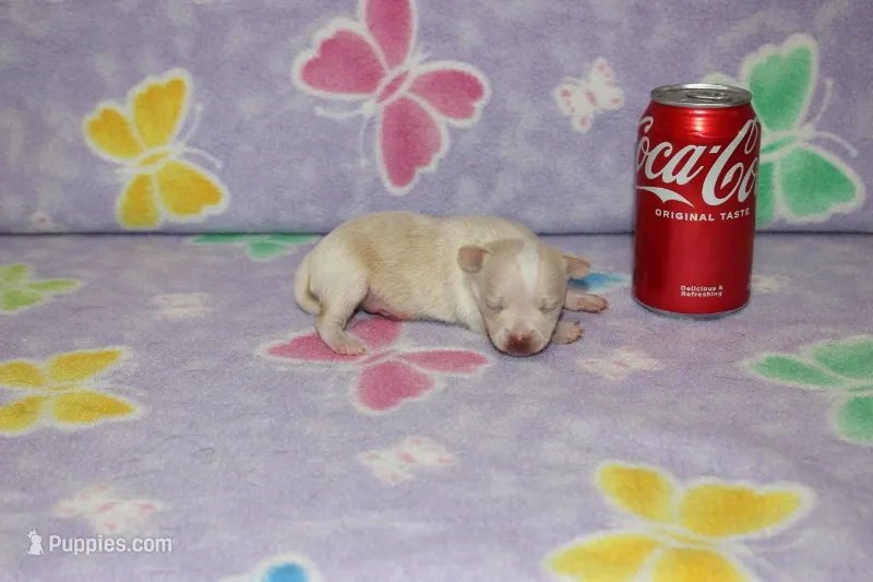 B-1 – Chihuahua puppy for sale in Sabillasville, MD
