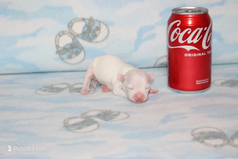 B-2 – Chihuahua puppy for sale in Sabillasville, MD