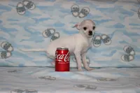 Toby, a male Chihuahua for sale in Sabillasville, MD – 6 of 9