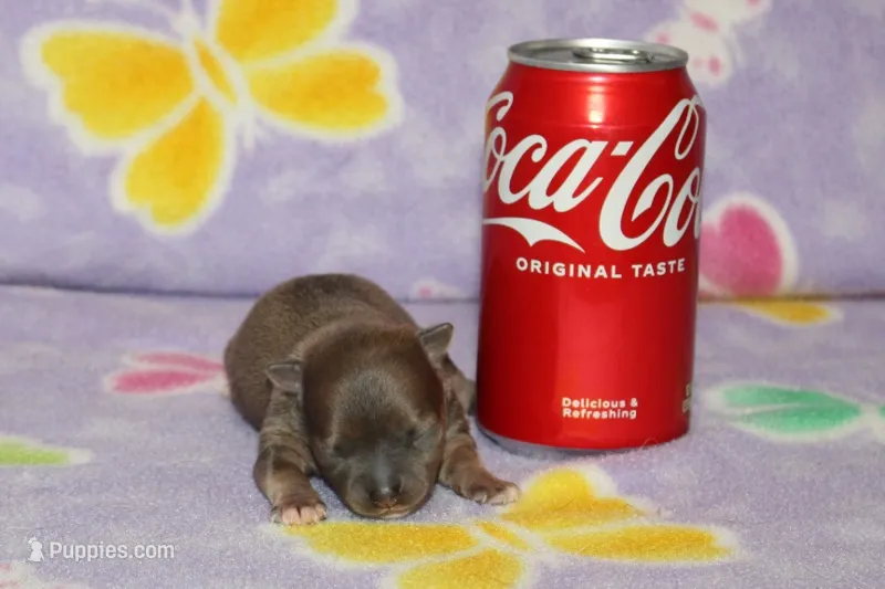 Dee Dee – Chihuahua puppy for sale in Sabillasville, MD