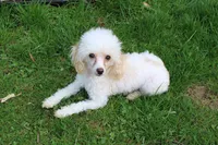 Peaches, a female Poodle - Toy  for sale in Sabillasville, MD – 5 of 6
