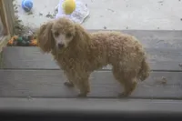 Sweet Pea, a female Poodle - Toy  for sale in Sabillasville, MD – 3 of 3