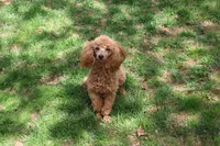 Sweet Pea, a female Poodle - Toy  for sale in Sabillasville, MD – 1 of 3