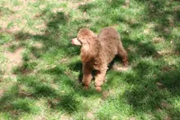 Sweet Pea, a female Poodle - Toy  for sale in Sabillasville, MD – 2 of 3