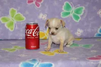 B-1, a male Chihuahua for sale in Sabillasville, MD – 3 of 6