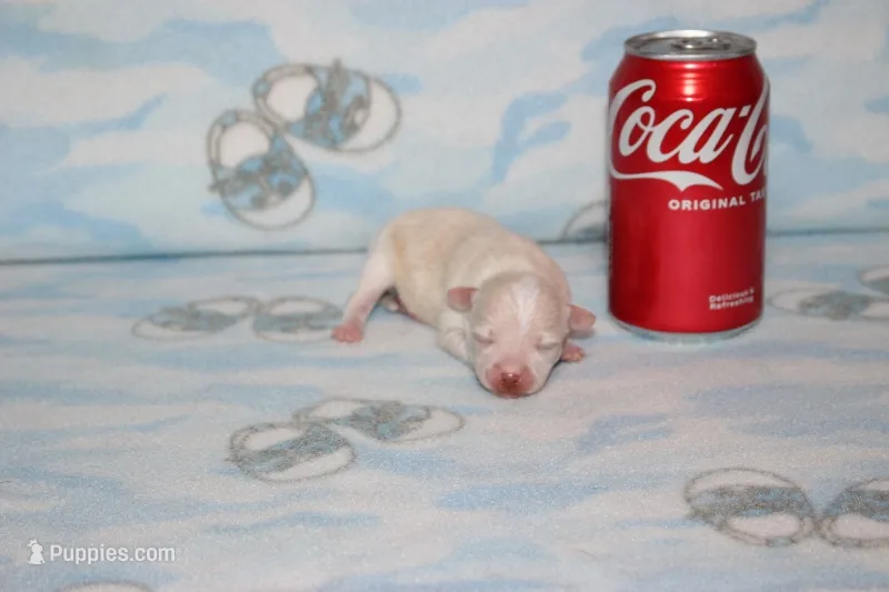 B-1 – Chihuahua puppy for sale in Sabillasville, MD