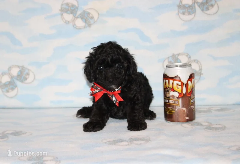 Shadow – Poodle - Toy  puppy for sale in Sabillasville, MD