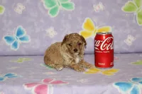 Peaches, a female Poodle - Toy  for sale in Sabillasville, MD – 3 of 3