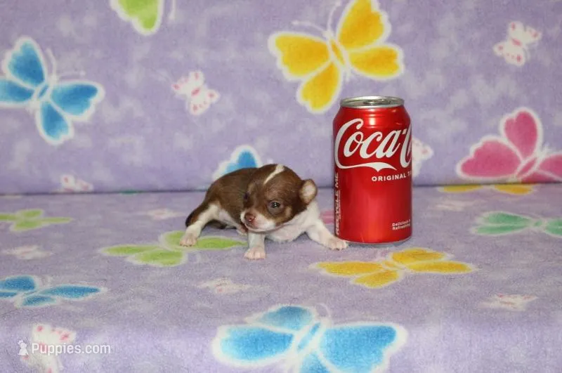 S-2 – Chipoo puppy for sale in Sabillasville, MD