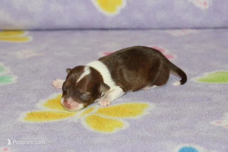 S-2 – Chipoo puppy for sale in Sabillasville, MD