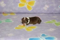 S-2, a male Chipoo for sale in Sabillasville, MD – Photo 2 of 3