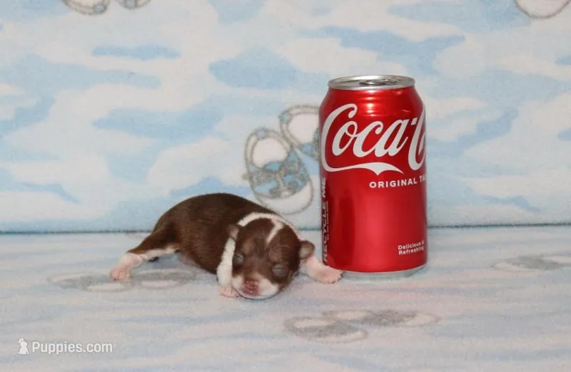 S-2 – Chipoo puppy for sale in Sabillasville, MD