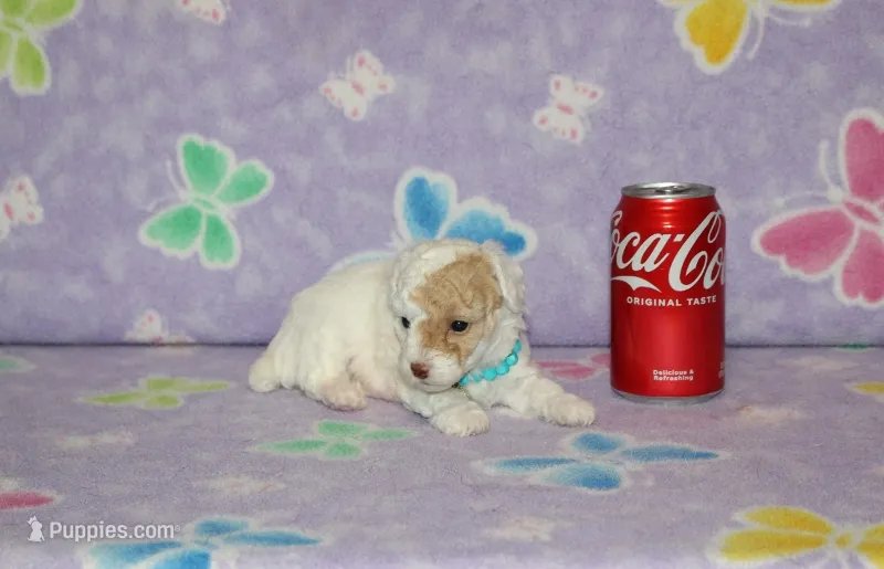 E-2 – Poodle - Toy  puppy for sale in Sabillasville, MD