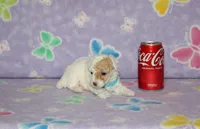 Apricot Blossom, a female Poodle - Toy  for sale in Sabillasville, MD – 1 of 9
