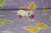 B-1, a male Chipoo for sale in Sabillasville, MD – 2 of 5