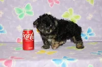 Teddy Bear, a male Chipoo for sale in Sabillasville, MD – 5 of 6