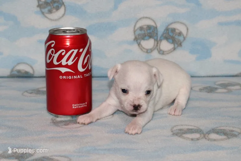 B-2 – Chihuahua puppy for sale in Sabillasville, MD