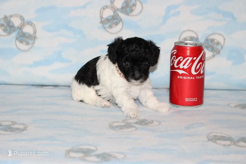 Dottie – Poodle - Toy  puppy for sale in Sabillasville, MD