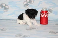 Dottie, a female Poodle - Toy  for sale in Sabillasville, MD – 1 of 4