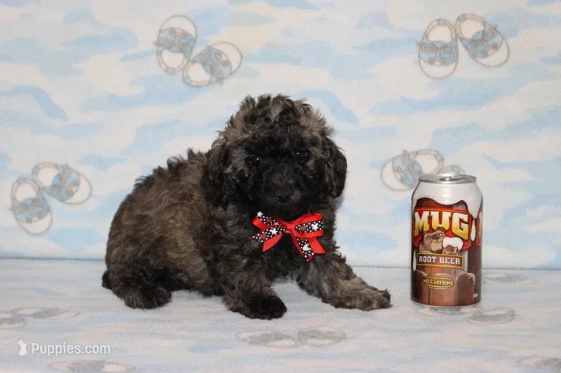 Rusty – Poodle - Toy  puppy for sale in Sabillasville, MD