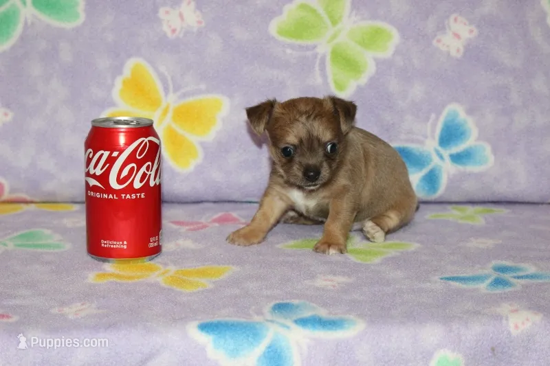 Dee Dee – Chihuahua puppy for sale in Sabillasville, MD