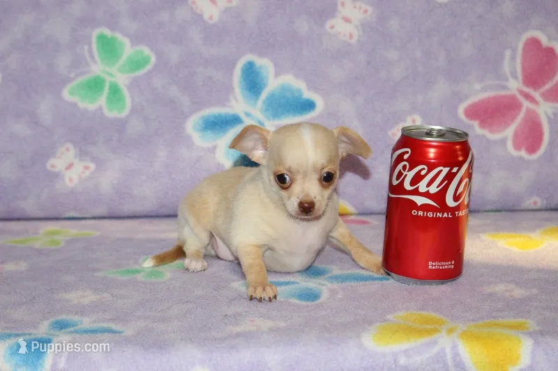 B-1 – Chihuahua puppy for sale in Sabillasville, MD