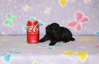 E-3, a male Poodle - Toy  for sale in Sabillasville, MD – 2 of 5