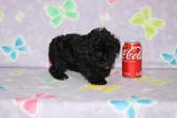 Shadow, a male Poodle - Toy  for sale in Sabillasville, MD – 8 of 8
