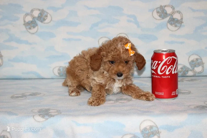 Peaches – Poodle - Toy  puppy for sale in Sabillasville, MD