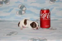 N-4, a female Chihuahua for sale in Sabillasville, MD – 2 of 5