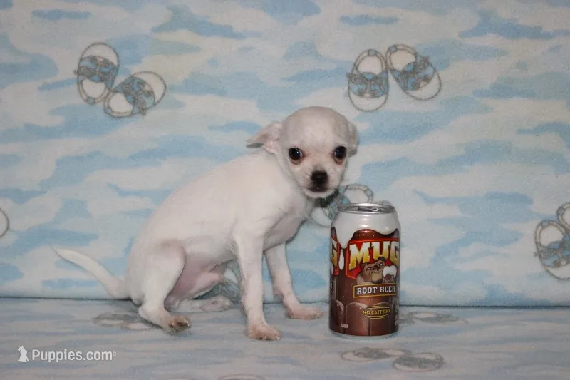 Toby – Chihuahua puppy for sale in Sabillasville, MD