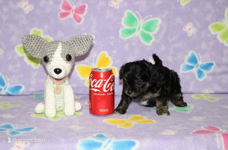 Teddy Bear – Chipoo puppy for sale in Sabillasville, MD