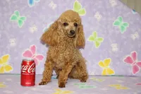 Sweet Pea, a female Poodle - Toy  for sale in Sabillasville, MD – 8 of 10