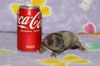 Dee Dee, a female Chihuahua for sale in Sabillasville, MD – 2 of 4