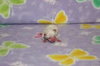B-2, a male Chipoo for sale in Sabillasville, MD – 1 of 5