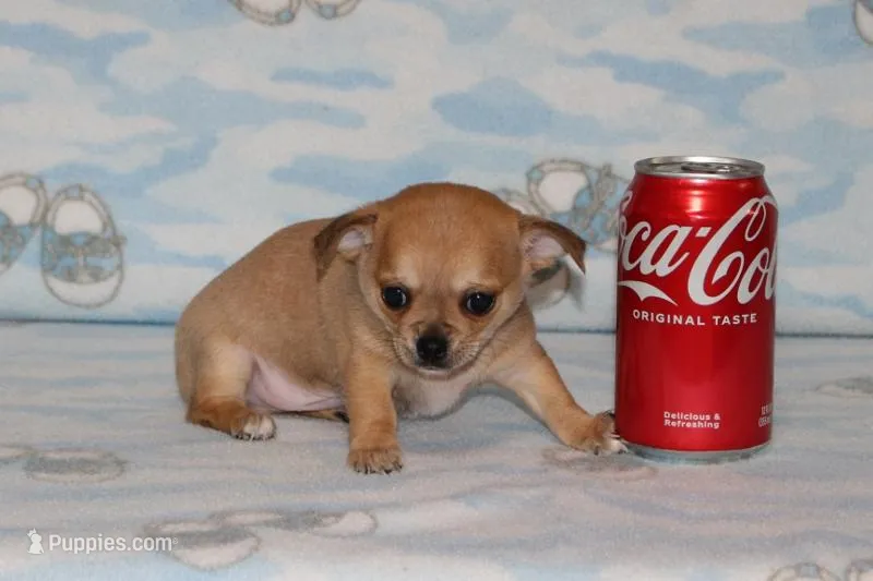 Nik – Chihuahua puppy for sale in Sabillasville, MD