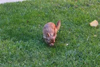 Nik, a male Chihuahua for sale in Sabillasville, MD – Photo 6 of 6