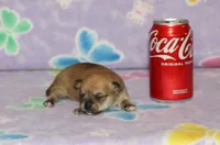 Nik, a male Chihuahua for sale in Sabillasville, MD – Photo 2 of 6