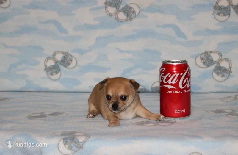 Nik – Chihuahua puppy for sale in Sabillasville, MD