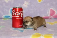 Nik, a male Chihuahua for sale in Sabillasville, MD – Photo 3 of 6