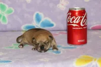 Nik, a male Chihuahua for sale in Sabillasville, MD – Photo 1 of 6