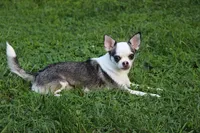 Nik, a male Chihuahua for sale in Sabillasville, MD – Photo 5 of 6